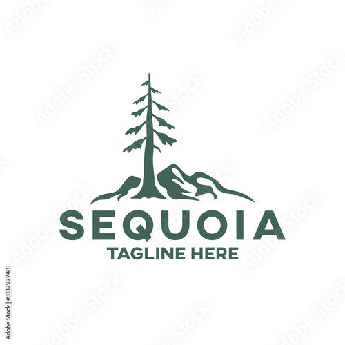 Modern tree sequoia logo. Vector illustration. photo