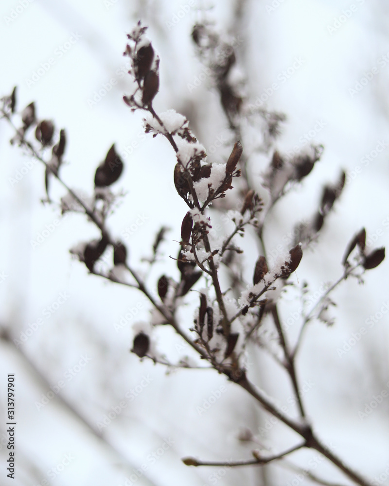 dry brown branch under snow in winter on a white background dry brown branch under snow in winter on a white background