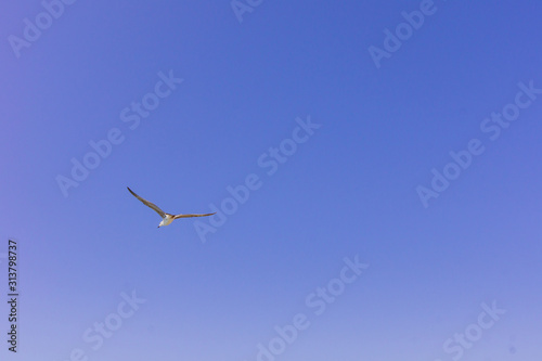 sea gull in the clear blue sky. Flying bird. Copy space