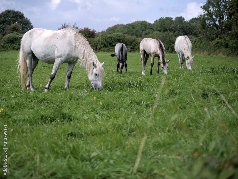 Four horses in a field grazing green grass. Selective focus. Four horses in a field grazing green grass. Selective focus.