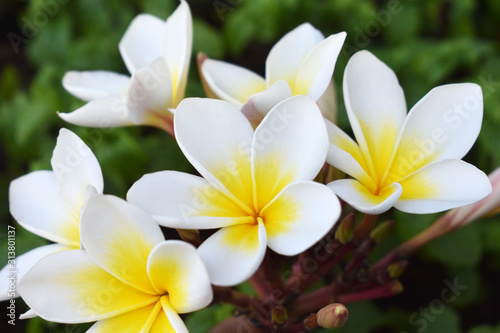 yellow flowers frangipani plumeria © jan nakhonkae