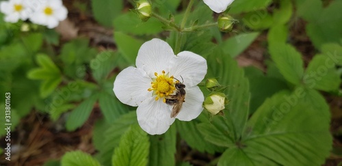 Bee collecting on a white flower close-up