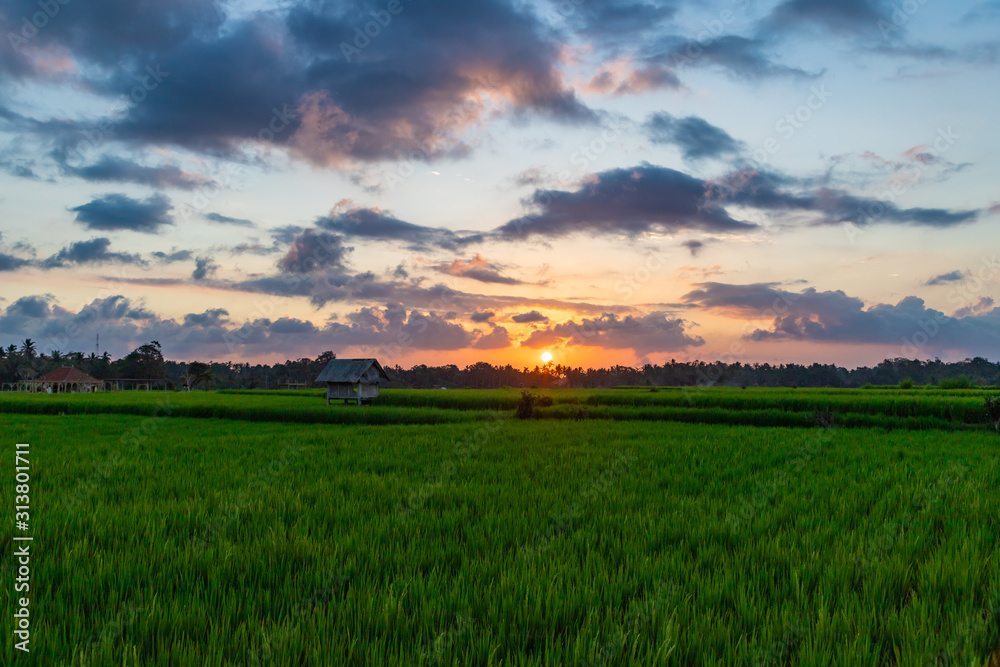 View of rice paddy field at sunset. Beautiful sky with sun and clouds. Bali island, Indonesia. View of rice paddy field at sunset. Beautiful sky with sun and clouds. Bali island, Indonesia.