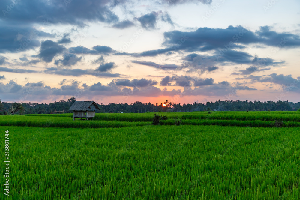 Fototapeta premium View of rice paddy field at sunset. Beautiful sky with sun and clouds. Bali island, Indonesia.