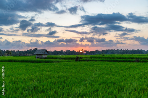 View of rice paddy field at sunset. Beautiful sky with sun and clouds. Bali island, Indonesia.