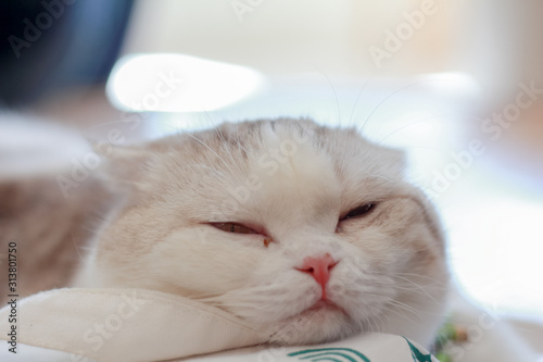 Close up white cute cat sleeping on bag 
