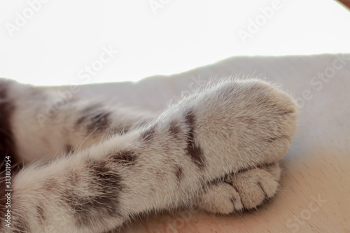 Gray cat paw on bed with sun light.