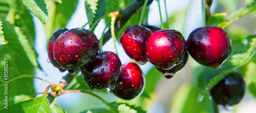 Valokuva Macro shot on red cherries in the summer garden.