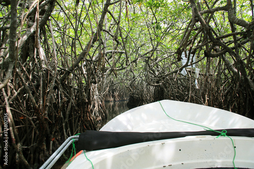 Driving with a small boat through a cave-like opening in the dense mangrove woods near Bentota, Sri Lanka photo