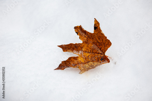 Maple leaves in the snow