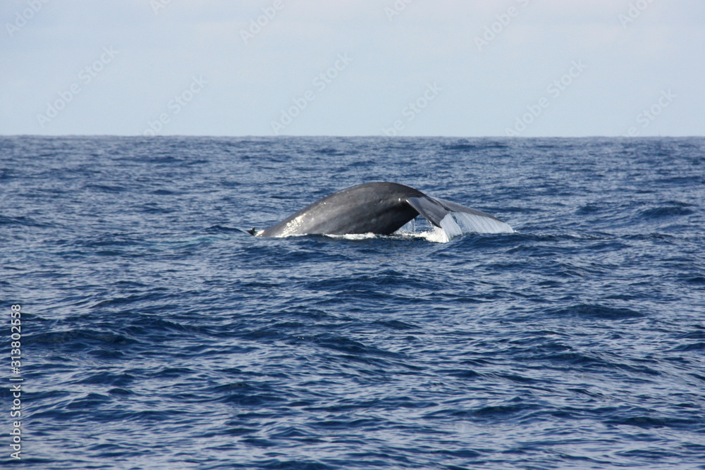 Fototapeta premium A blue whale lifting its tail flukes off the shore of Mirissa, Sri Lanka
