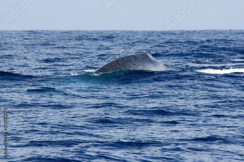 A blue whale dives off the shore of Mirissa, Sri Lanka