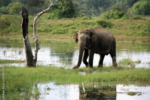 Wild Sri Lankan elephant grazing in the Yala National Park in Sri Lanka © schusterbauer.com