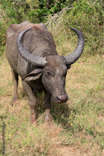 A Sri Lankan Water Buffalo standing next to the road at the Yala National Park, Sri Lanka © schusterbauer.com