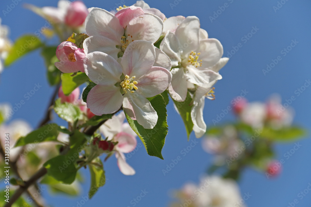 Obstblüten