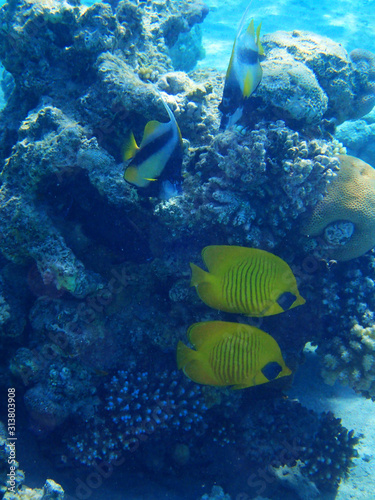 Fototapeta Naklejka Na Ścianę i Meble -  coral reef in Red Sea