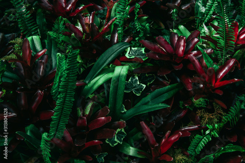 tropical leaves, dark green foliage in jungle, nature background photo