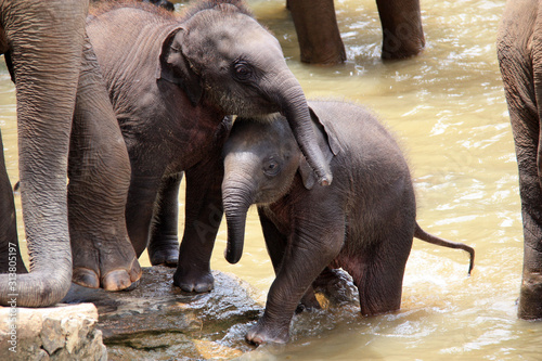 Cute cuddling Baby Elephants at the Pinnawala Elephant Orphanage in Sri Lanka