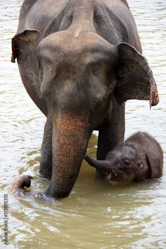 Cute Baby Elephant and Mother taking a bath at the Pinnawala Elephant Orphanage in Sri Lanka © schusterbauer.com