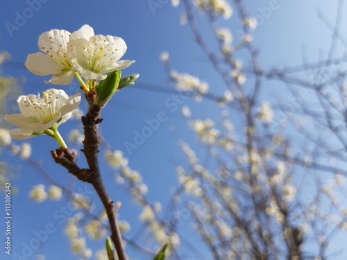 Liguria  Italy     11 29 2019  Beautiful caption of the cherry tree and other different fruit plants with first amazing winter flowers in the village and an incredible blue sky in the background. 