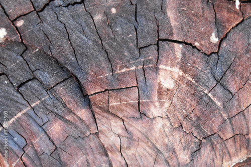 old wood texture of bark of a tree
