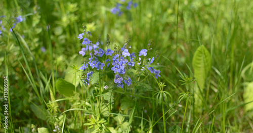 Veronica chamaedrys, or speedwell, - medical plant used as blood purifier and vulnerary - wild medical herb - blue flowers