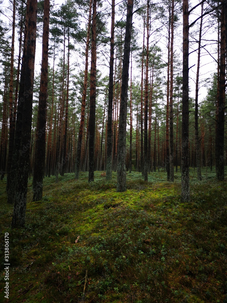 Fototapeta premium Mystical forest