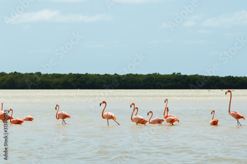 Group of beautiful pink flamingos