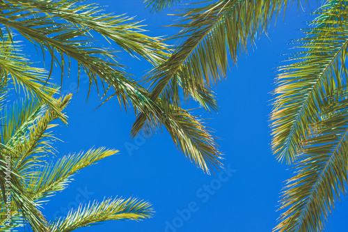 south tropic natural background palm leaves on vivid blue sky background summer time colorful scenic view copy space