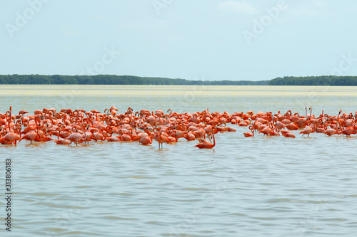 Group of beautiful pink flamingos