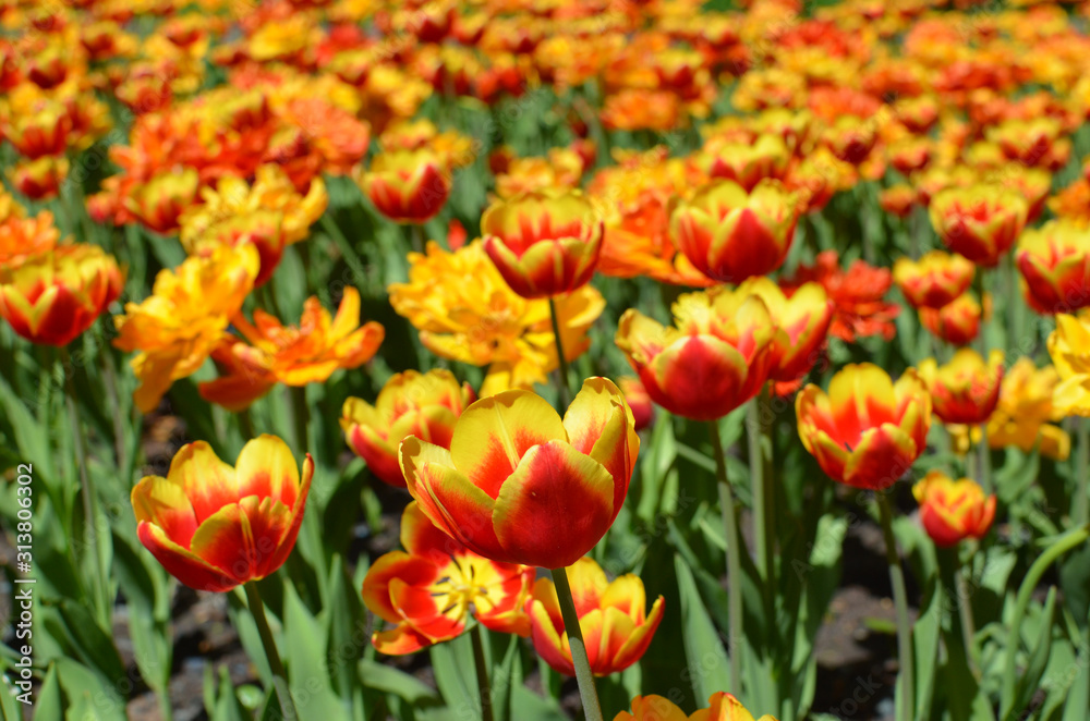 Tulip field (flower bed) in Moscow park - bright red and orange tulips like burning fire, tulips in full blossom on spring, sunny day, horizontal
