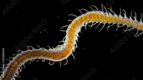 a sea ciliary worm under a microscope, of the Syllidae family, differs in others by the presence of a barrel-shaped ventricle, most of the worms are found in seas and fresh waters, the video shows how photo