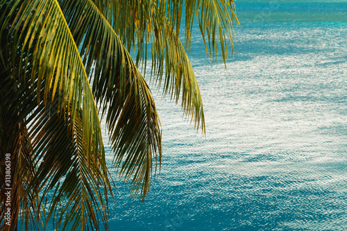 Palm tree and turquoise water © blackday