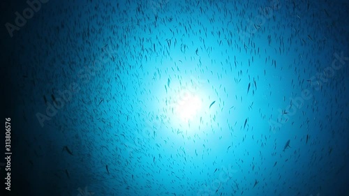 Sardines and tuna hunting underwater video 