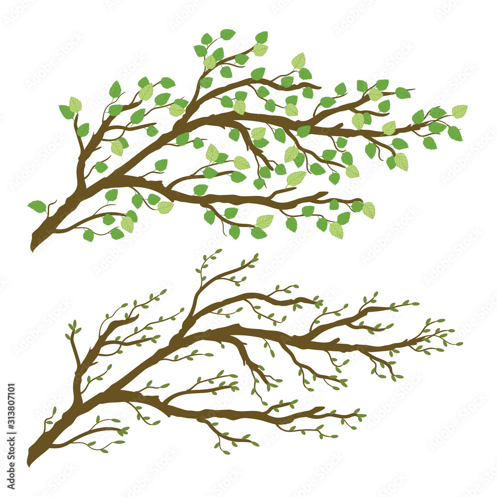 Fototapeta Tree branch with green leaves. The kidneys on the twigs. Spring and summer sprigs. Vector graphic illustration isolated on transparent background. Artwork design element.