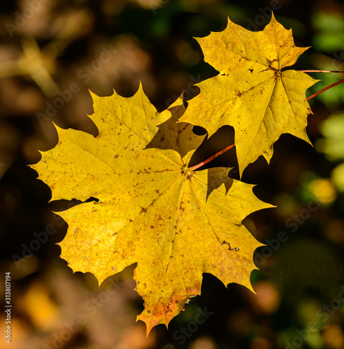 two yellow orange maple leaves in the sun