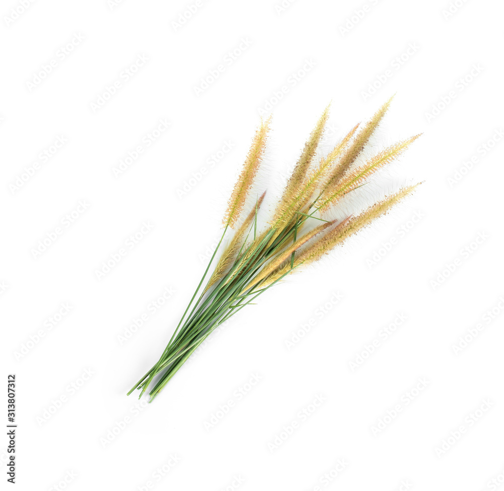 Naklejka premium grass flower isolated on white background, top view, flat lay