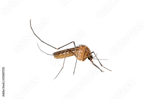 mosquito isolated on white background, dangerous insect, malaria carrier
