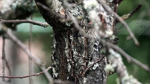 Woodpecker close up profile view over trunk photo