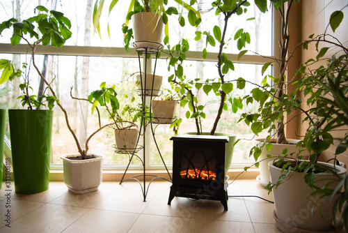 Fototapeta Naklejka Na Ścianę i Meble -  winter garden with live plants, heated by a cozy fireplace.