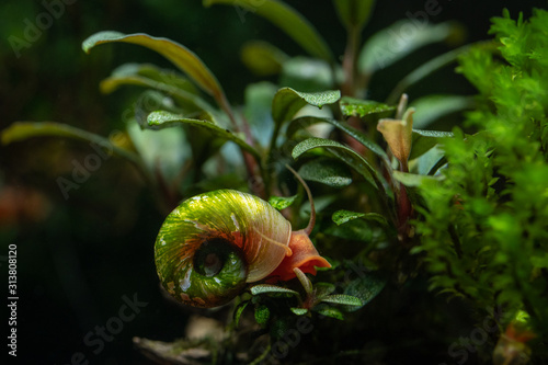 Fotografie, Obraz Algae covered ramshorn snail climbing on bucephalandra aquatic plant in freshwat