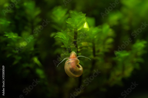 Juvenile ramshorn snail climbing on aquatic plant in freshwater home aquarium photo