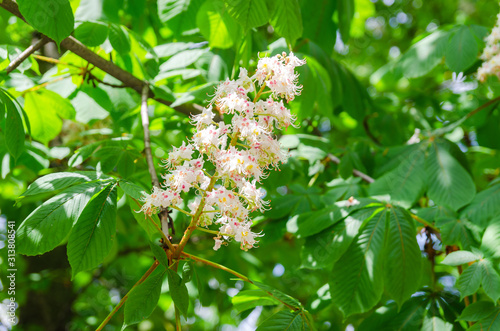 Photo flowering tree chestnut. Texture background of chestnut flowers on a tree branch.