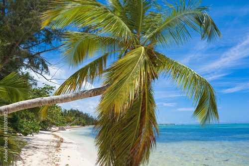 Inclined palm tree on wild coast of Sargasso sea, Punta Cana, Dominican Republic © Mariusz Świtulski