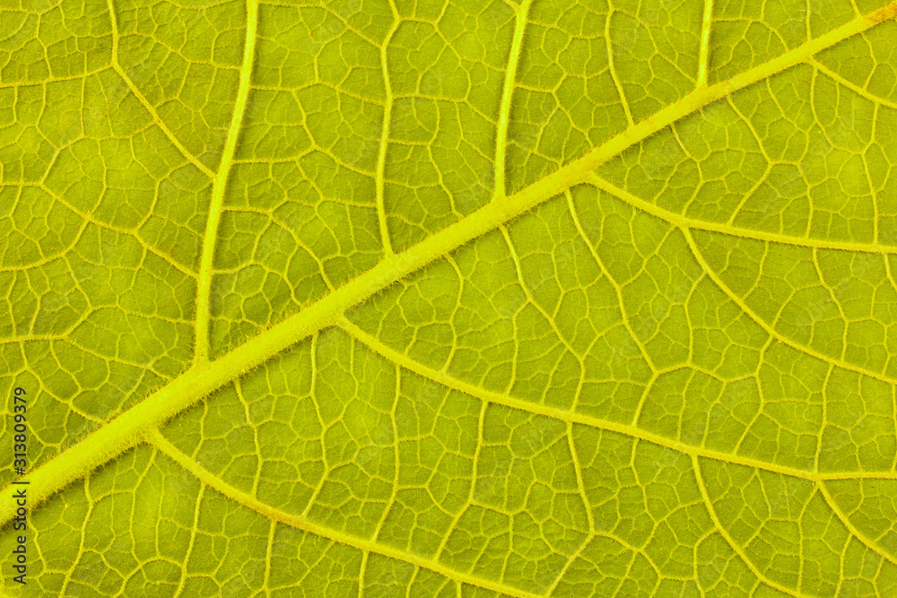 texture of green leaf texture of green leaf
