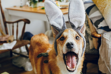 Cute golden dog in grey bunny ears playing with owner, trying to eat stylish easter egg in room. Lifestyle photo. Adorable dog in rabbit ears smiling. Happy Easter