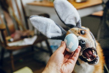 Cute golden dog in grey bunny ears playing with owner, trying to eat stylish easter egg in room. Lifestyle photo. Adorable dog sniffing easter egg, showing tongue. Happy Easter