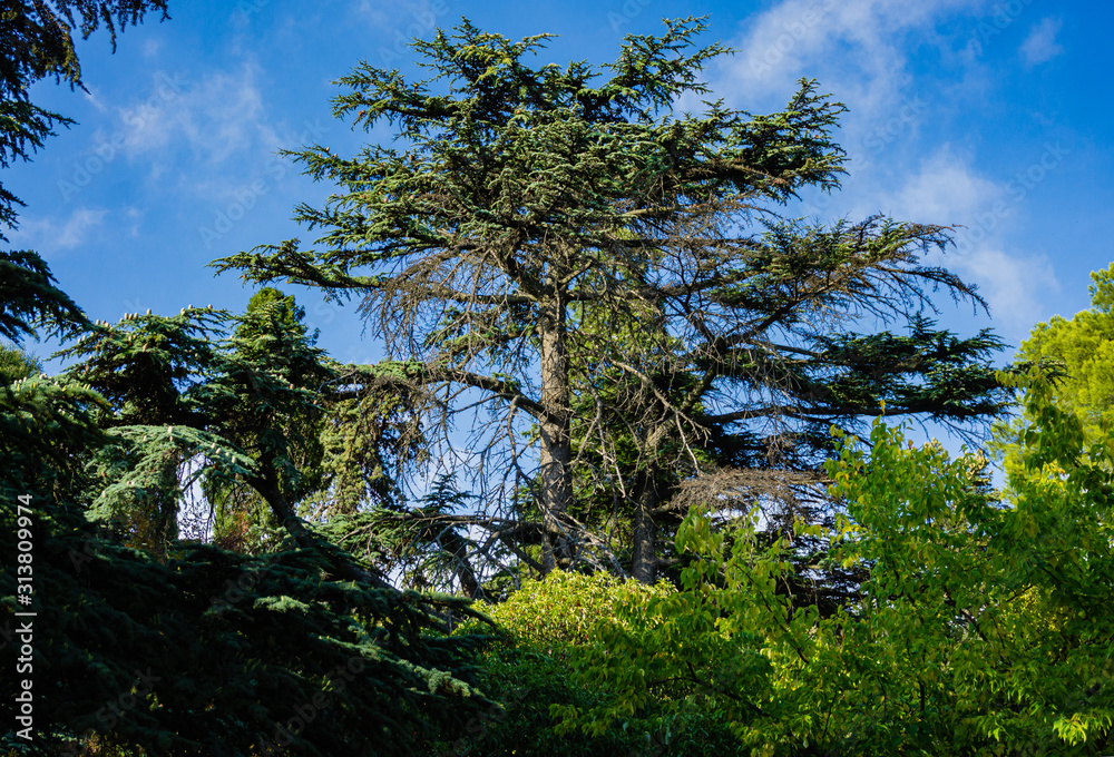 Large cedar tree Cedrus libani or Lebanese cedar against blue sky. Selective focus. Close-up. Cedrus libani or Lebanese cedar in Massandra park in Crimea.