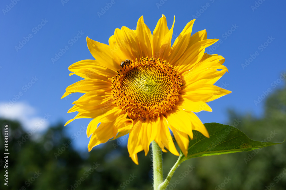 Sunflower petal against blue sky Sunflower petal against blue sky