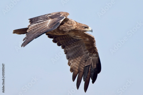 Tawny Eagle (Aquila rapax), a dark individual in flight, Maasai Mara, Kenya.